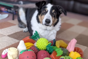 Comment protéger efficacement son chien contre les puces et les tiques ? 10 Un chien qualifié de "surdoué"