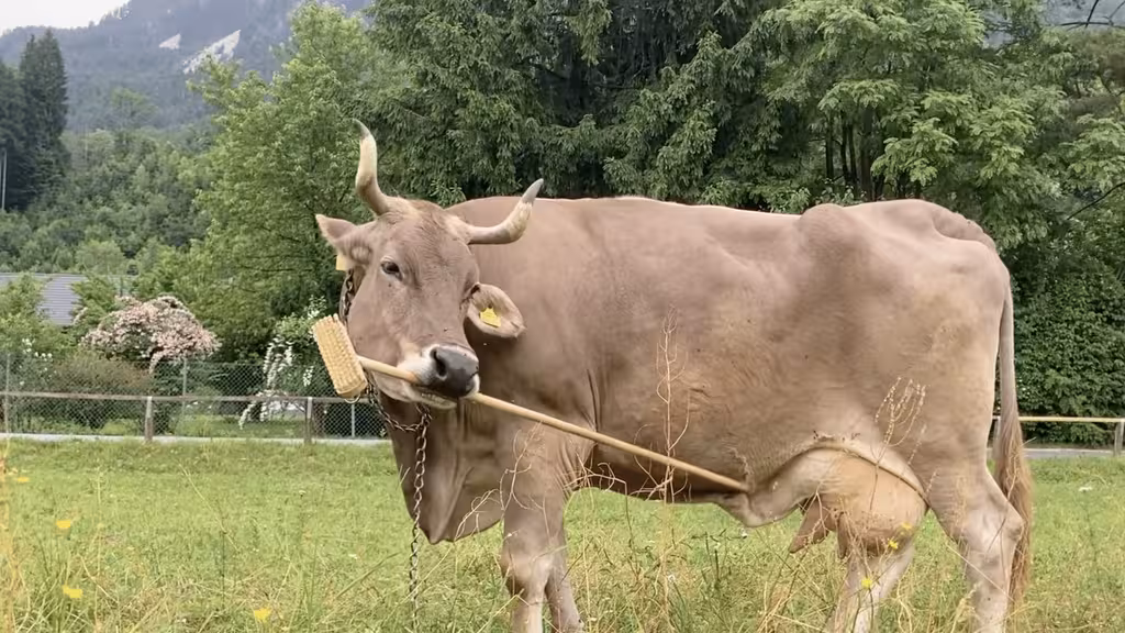 capture-d-ecran-2026-01-20-a-13-08-22-696f78756cc7c393794363